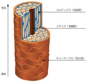 cutin illust knowledge 01